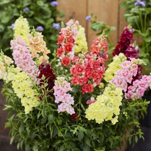 1 - SnapDragon Double Shot Mix 1 - SnapDragon Double Shot Mix