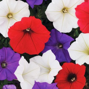 10 - Flag Easy Wave Petunia Mix 10 - Flag Easy Wave Petunia Mix