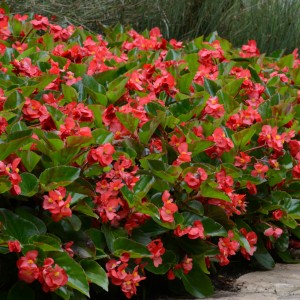12 - Red Dragon Wing Begonia 12 - Red Dragon Wing Begonia