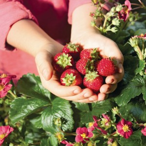 13 - Toscana Strawberry 13 - Toscana Strawberry