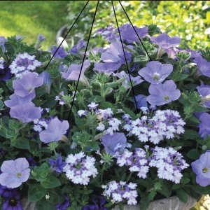 14 - Ocean Breeze Hanging Basket 14 - Ocean Breeze Hanging Basket