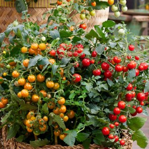 15 - Tiny Temptations Tomato Hanging Basket 15 - Tiny Temptations Tomato Hanging Basket