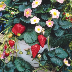 16 - Strawberry Hanging Basket 16 - Strawberry Hanging Basket