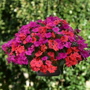17 - Sunpatiens Hanging Basket 17 - Sunpatiens Hanging Basket