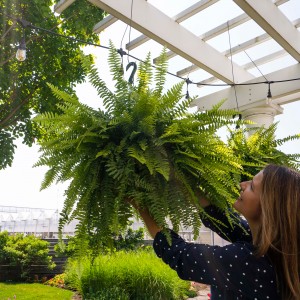 19 - Boston Fern Hanging Basket 19 - Boston Fern Hanging Basket