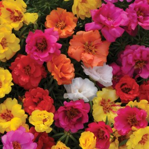 2 - Happy Hour Portulaca 2 - Happy Hour Portulaca