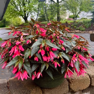 21 - Waterfall Begonia Hanging Basket 21 - Waterfall Begonia Hanging Basket
