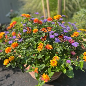 22 - Monarch Magic and Lantana Planter 22 - Monarch Magic and Lantana Planter