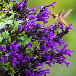 23 - Hummingbird Falls Salvia Hanging Basket 23 - Hummingbird Falls Salvia Hanging Basket