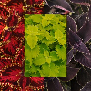 24 - Coleus Collection Trio 24 - Coleus Collection Trio