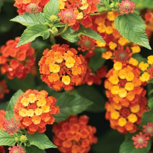 25 - Butterfly Loving Lantana Trio 25 - Butterfly Loving Lantana Trio