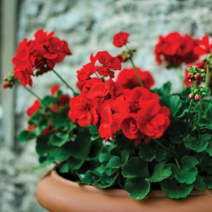 26 - Fantasia Scarlet Geranium Trio 26 - Fantasia Scarlet Geranium Trio