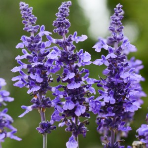 28 - Misty Salvia Trio 28 - Misty Salvia Trio