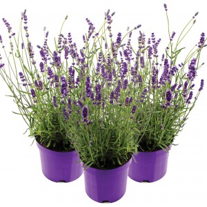 29 - Big Blue Lavender Perennial Trio 29 - Big Blue Lavender Perennial Trio