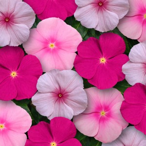 3 - Sun Loving Bubblegum Vinca Mix 3 - Sun Loving Bubblegum Vinca Mix