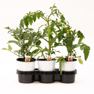 30 - Tomato Harvest Trio 30 - Tomato Harvest Trio