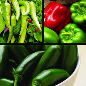 31 - Pepper Harvest Trio 31 - Pepper Harvest Trio