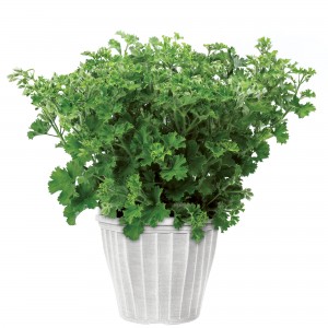 34 - Mosquito Chaser Geranium Planter 34 - Mosquito Chaser Geranium Planter