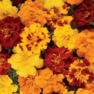 4 - Durango Outback Marigold Mix 4 - Durango Outback Marigold Mix
