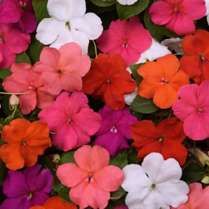 5 - Shade-Loving Beacon Impatiens 5 - Shade-Loving Beacon Impatiens