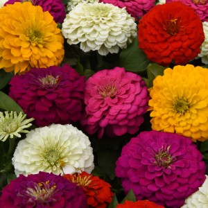 6 - Zesty Zinnia Mix 6 - Zesty Zinnia Mix