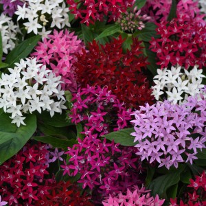 8 - Lucky Star Penta Mix 8 - Lucky Star Penta Mix