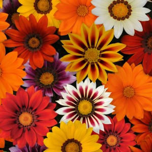 9 - New Day Gazania Mix 9 - New Day Gazania Mix