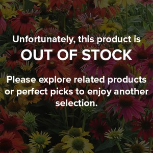 27 - Echinacea Perennial Trio 27 - Echinacea Perennial Trio